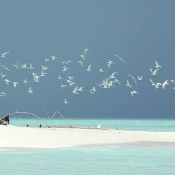Tubbataha Reefs Natural Park image 8