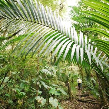 Talamanca Range-La Amistad Reserves / La Amistad National Park image 8