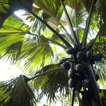 Vallée de Mai Nature Reserve image 3