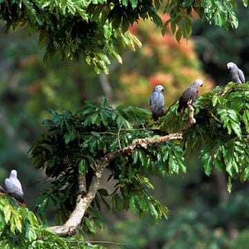 Sangha Trinational image 13