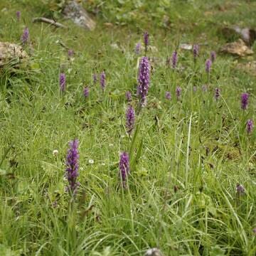 Western Tien-Shan image 6
