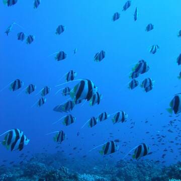 Ogasawara Islands image 16