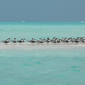 Tubbataha Reefs Natural Park image 13