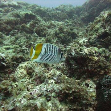 Ogasawara Islands image 10