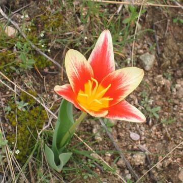 Western Tien-Shan image 25