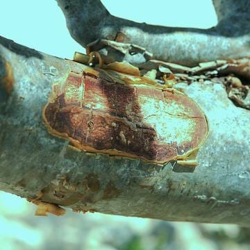 Land of Frankincense image 11