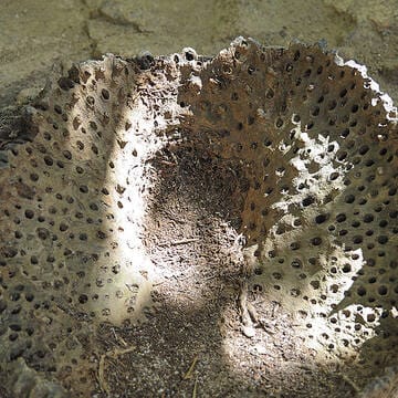 Vallée de Mai Nature Reserve image 20