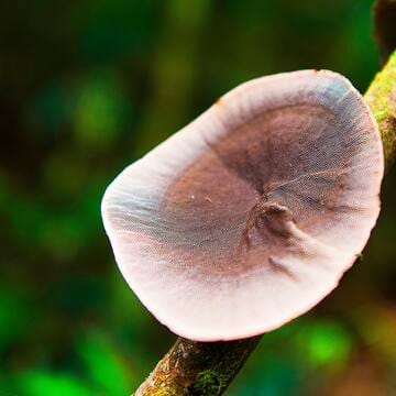 Talamanca Range-La Amistad Reserves / La Amistad National Park image 19