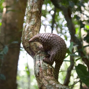 Gola-Tiwai Complex image 6