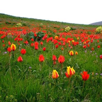 Western Tien-Shan image 29