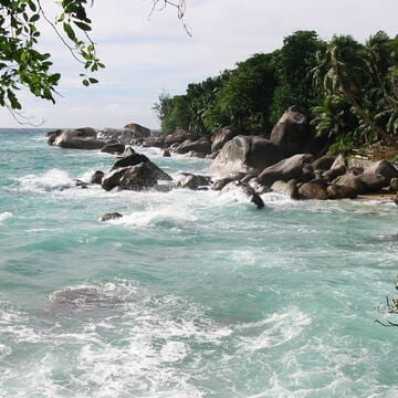 Vallée de Mai Nature Reserve image 9