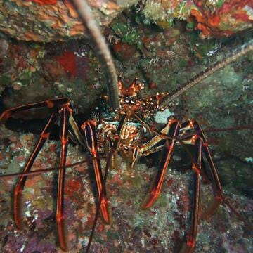 Ogasawara Islands image 12