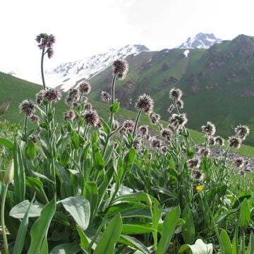 Western Tien-Shan image 27