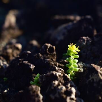 Ogasawara Islands image 4