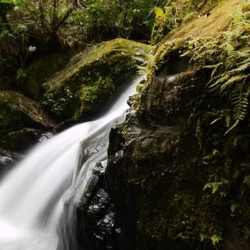 Talamanca Range-La Amistad Reserves / La Amistad National Park image 7