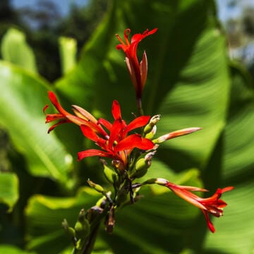 Talamanca Range-La Amistad Reserves / La Amistad National Park image 22