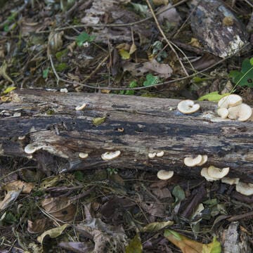 Talamanca Range-La Amistad Reserves / La Amistad National Park image 18