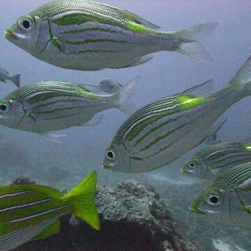 Ogasawara Islands image 9