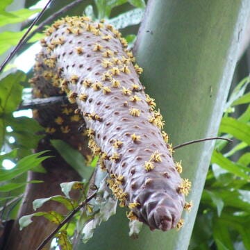 Vallée de Mai Nature Reserve image 4