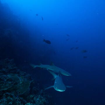 Tubbataha Reefs Natural Park image 21