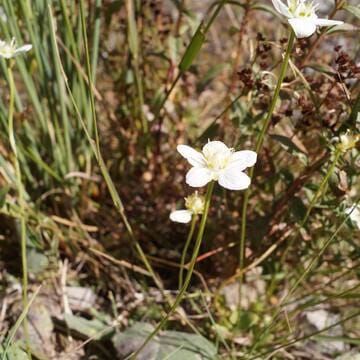 Western Tien-Shan image 39