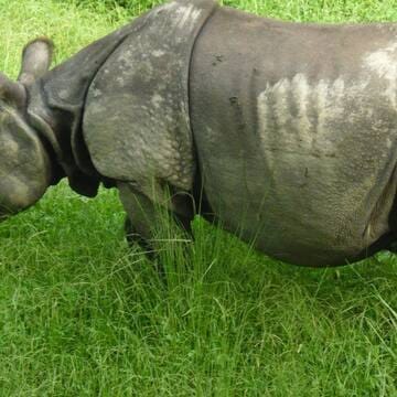 Chitwan National Park image 6