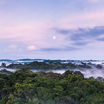 Gola-Tiwai Complex image 8