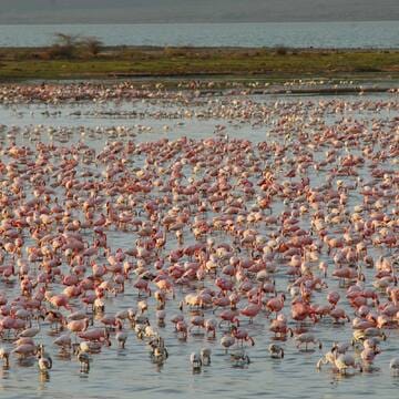 Kenya Lake System in the Great Rift Valley image 16