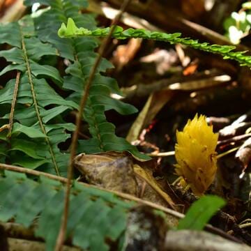 Ogasawara Islands image 3