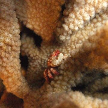 Ogasawara Islands image 11