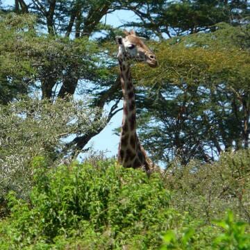 Kenya Lake System in the Great Rift Valley image 13