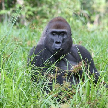 Sangha Trinational image 5