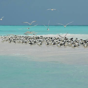 Tubbataha Reefs Natural Park image 9