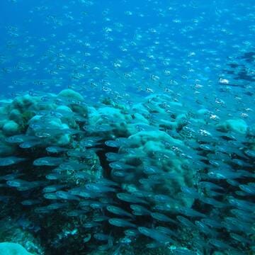 Ogasawara Islands image 7