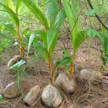 Vallée de Mai Nature Reserve image 6
