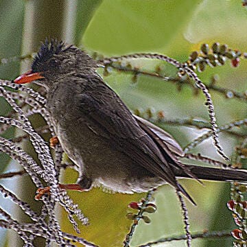 Vallée de Mai Nature Reserve image 22