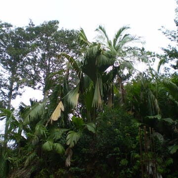 Vallée de Mai Nature Reserve image 12