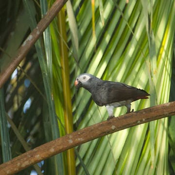 Gola-Tiwai Complex image 5