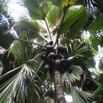 Vallée de Mai Nature Reserve image 15
