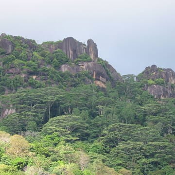 Vallée de Mai Nature Reserve image 5