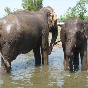 Chitwan National Park image 11