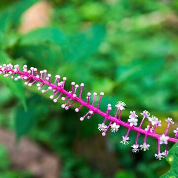 Talamanca Range-La Amistad Reserves / La Amistad National Park image 17