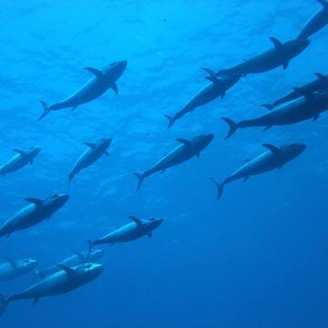 Ogasawara Islands image 19