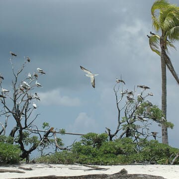 Tubbataha Reefs Natural Park image 7