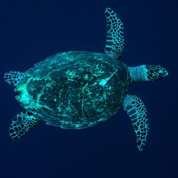 Tubbataha Reefs Natural Park image 20