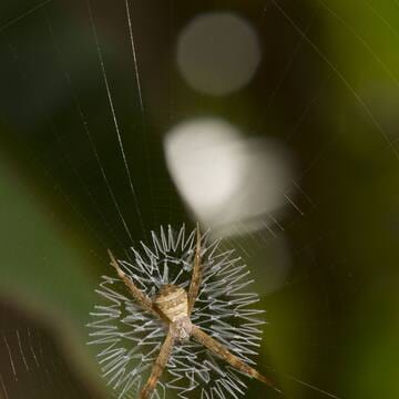 Chitwan National Park image 2
