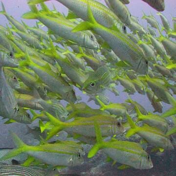 Ogasawara Islands image 13