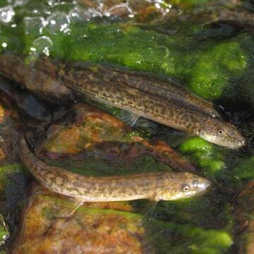 Western Tien-Shan image 43