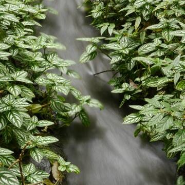Talamanca Range-La Amistad Reserves / La Amistad National Park image 12