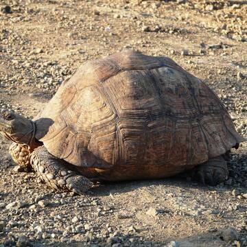 Kenya Lake System in the Great Rift Valley image 7